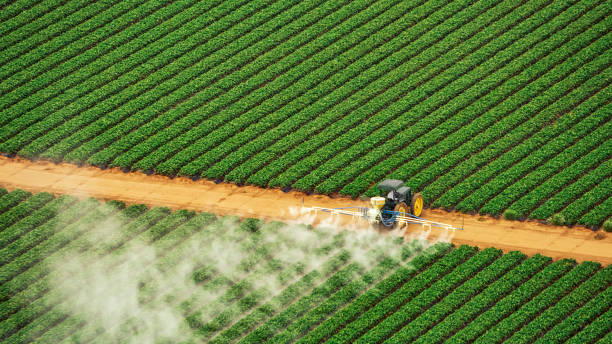 Best Best Pest Control Companies  in Duson, LA