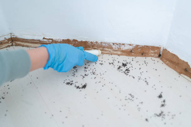 Best Pest Control for Homes  in Duson, LA