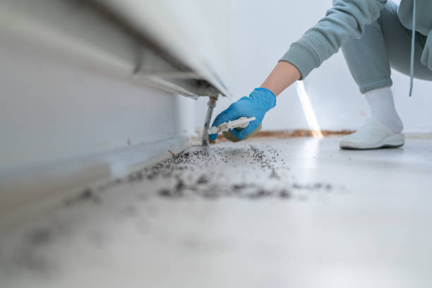 Reliable Duson, LA Pest Control Solutions